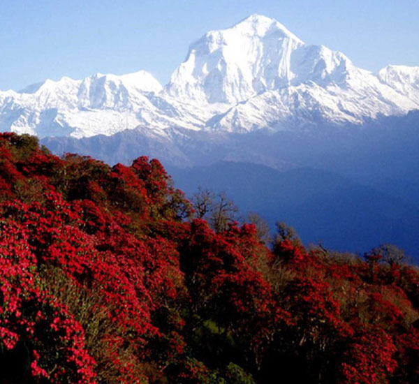 Rhododendron Festival